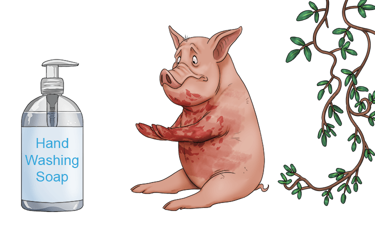 The ivy was poisoned ivy and it had caused a rash on the pig (ham) and this is why the king had asked the pig to use handwashing soap.